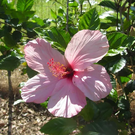 Da Sandra 度假居 特拉比亚